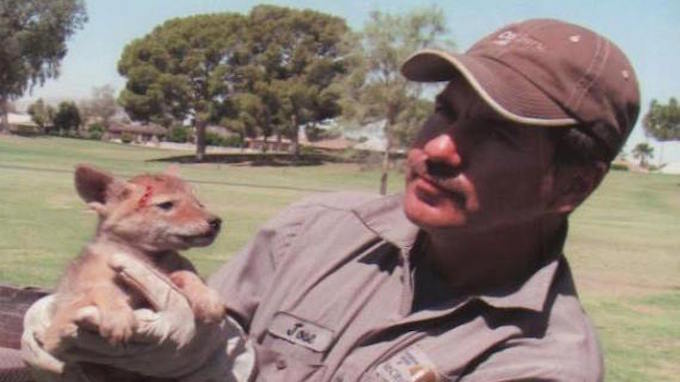 Kondisi bayi coyote setelah kaktus di tubuhnya berhasil dicabut
