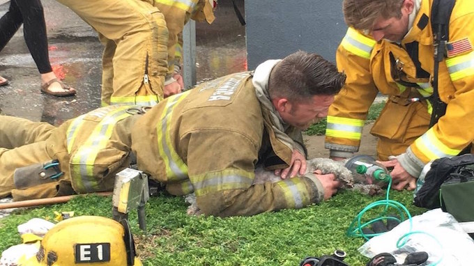 Seekor anjing yang nyaris mati sedang diselamatkan oleh petugas pemadam kebakaran. Santa Monica Fire Department/
