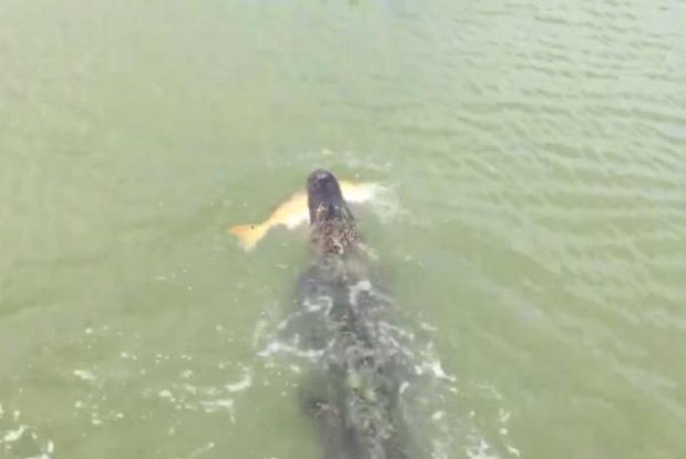 Seekor buaya mengambil hasil tangkapan sang anak