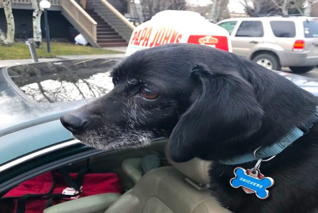 Pizza Delivery Guy Rescues Lost Dog While Delivering An Order