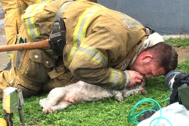 Pemadam kebakaran ini memberi napas buatan untuk seekor anjing. 