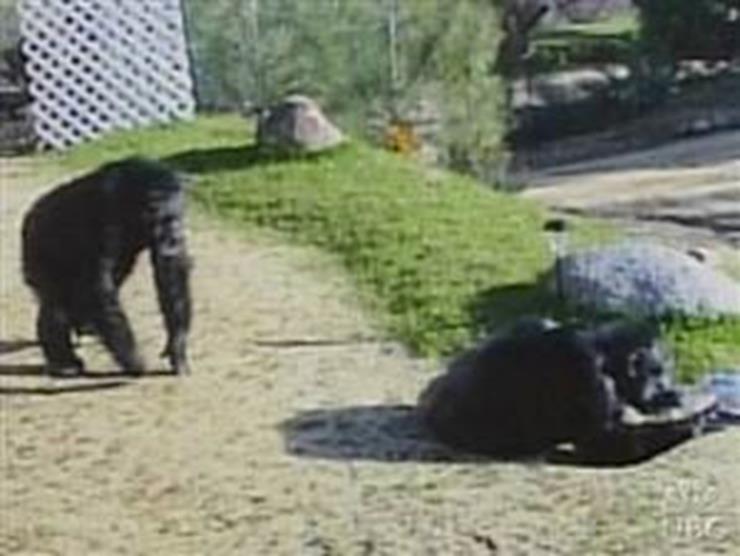 chimpanzee attack