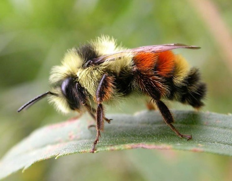 New York Beekeepers Notice Their Bees Turning Red And Uncover Criminal ...