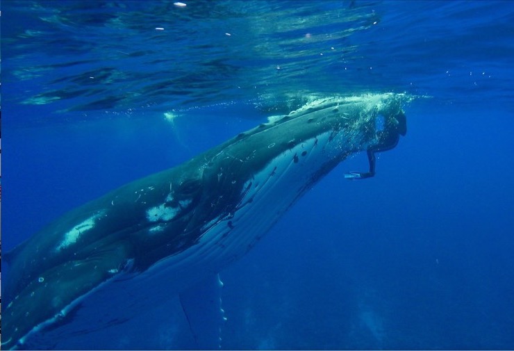 25-Ton Whale “Attacks” Diver But All Is Not What It Seems | LifeDaily