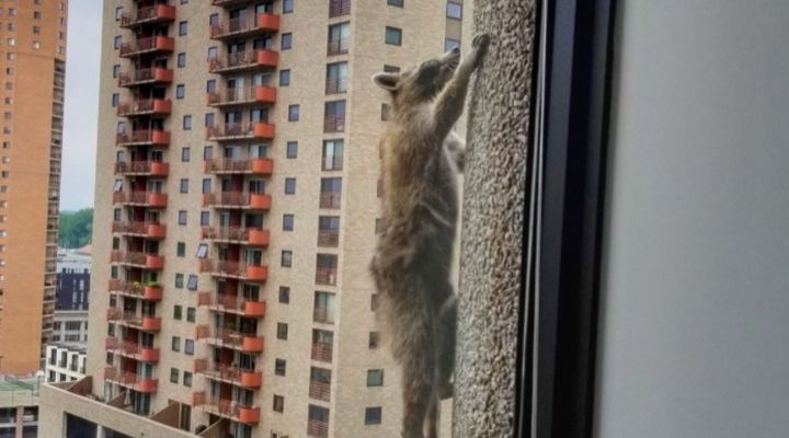 Raccoon Climbs Building Story