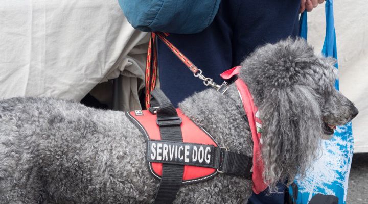 Service Dogs Story