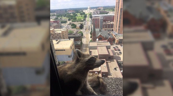 Raccoon Climbs Building Story