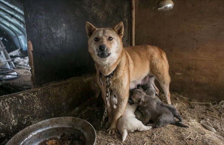 This Rescue Will Be The First Of Many For Dogs Subject To Korean Meat ...