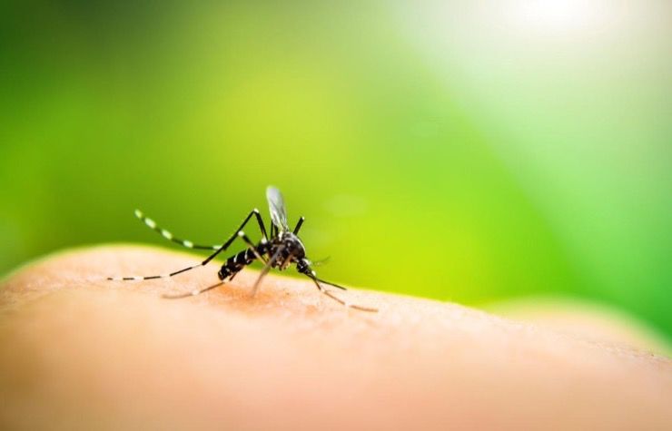Long and Short-Term Effects of West Nile Virus Explained | LifeDaily