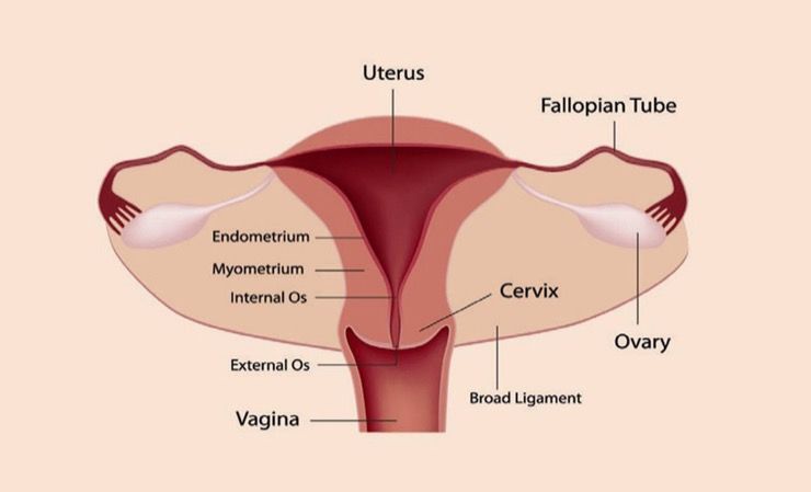 Common Types of Cancer Story
