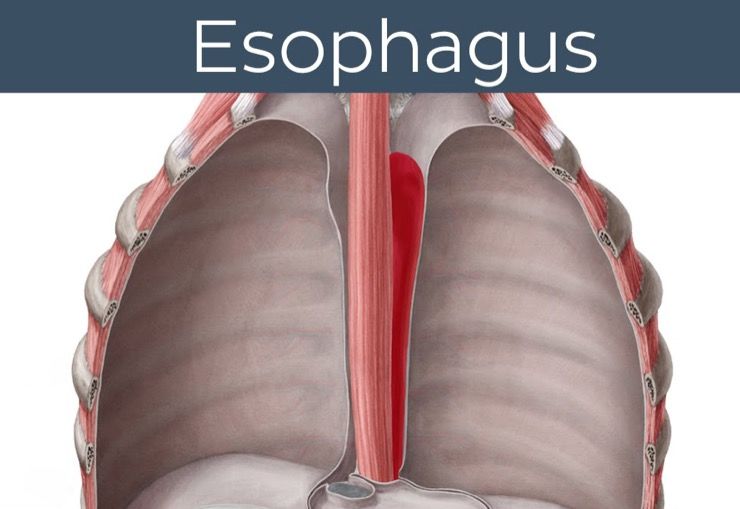 Common Types of Cancer Story