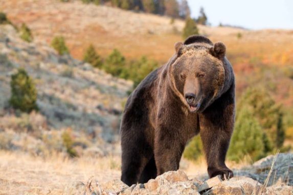 DNA of Extinct Cave Bears Lives On In Modern Brown Bears | LifeDaily