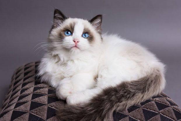 22 Most Expensive Cat Breeds In The World | LifeDaily