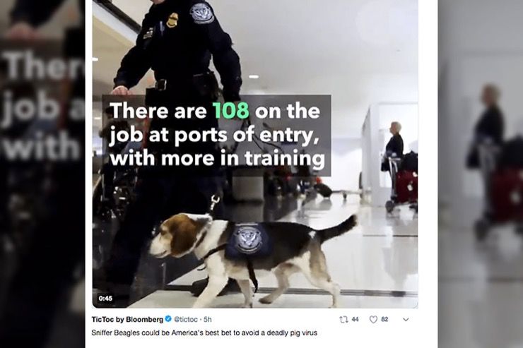 Airline Security Canine Story