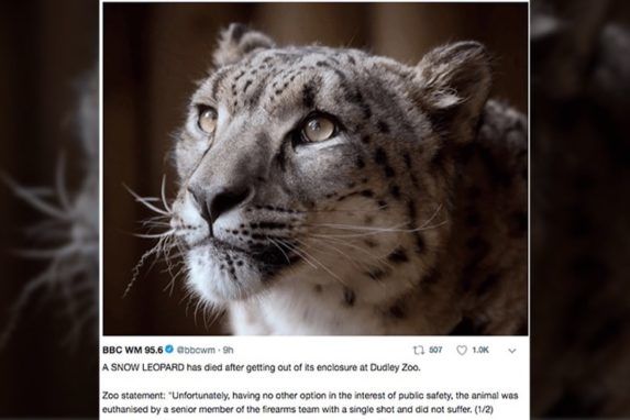 Tragedy Strikes As Zookeepers Are Forced to Shoot Rare Escaped Snow