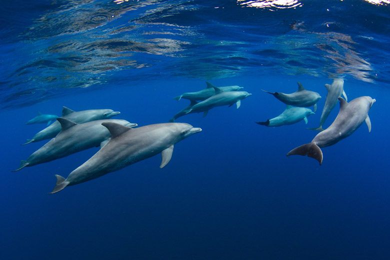 Human Noise Pollution Disrupts Dolphin Communications, Threatens ...