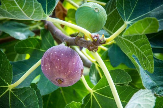 Strangely Placed Fig Tree Leads Authorities to Find Three Men Missing ...