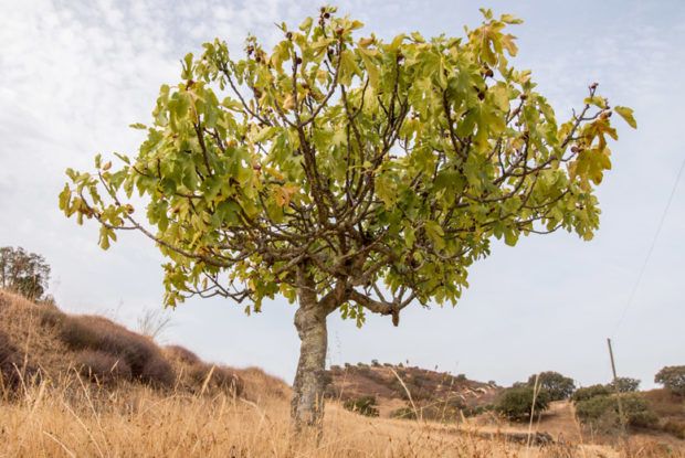 Strangely Placed Fig Tree Leads Authorities to Find Three Men Missing ...