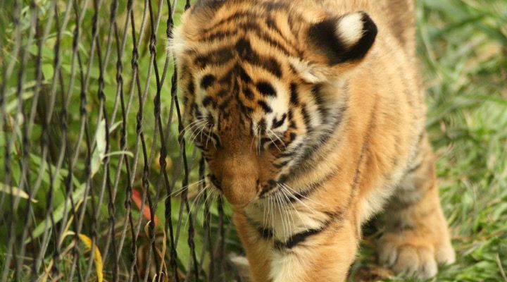 Tiger Cub Saved Story