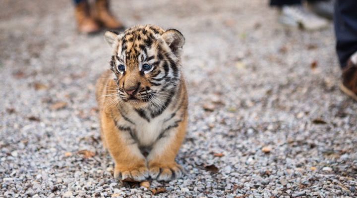 Tiger Cub Saved Story