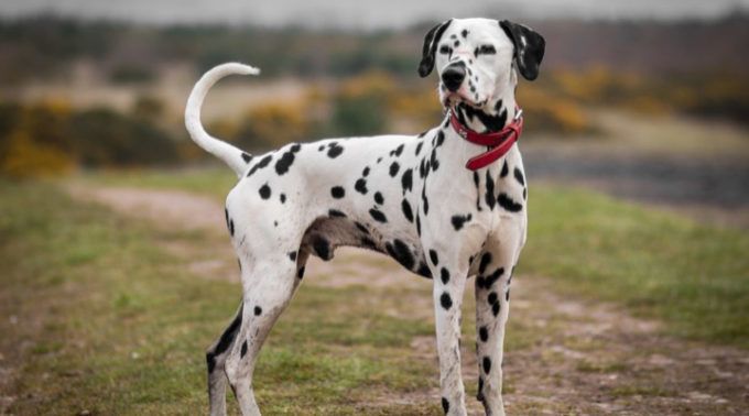 30 Most Aggressive Dog Breeds If Not Properly Trained | LifeDaily