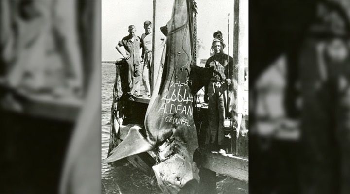 Record Blue Marlin Story