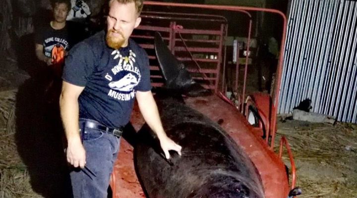 Whale Dies Plastic Stomach Story