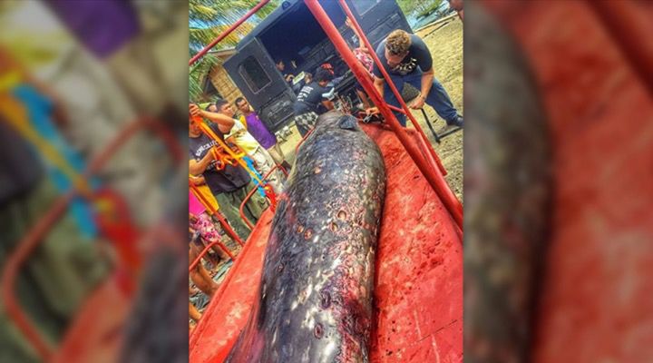 Whale Dies Plastic Stomach Story
