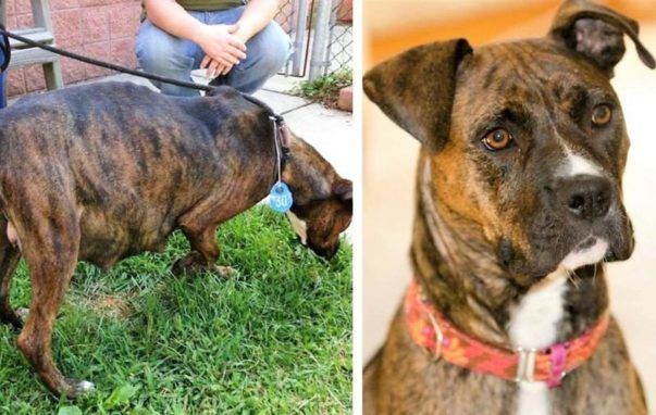 She Looked Like She Was Pregnant With 30 Puppies, Then Vet Gives Mom ...